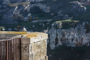 Matera
